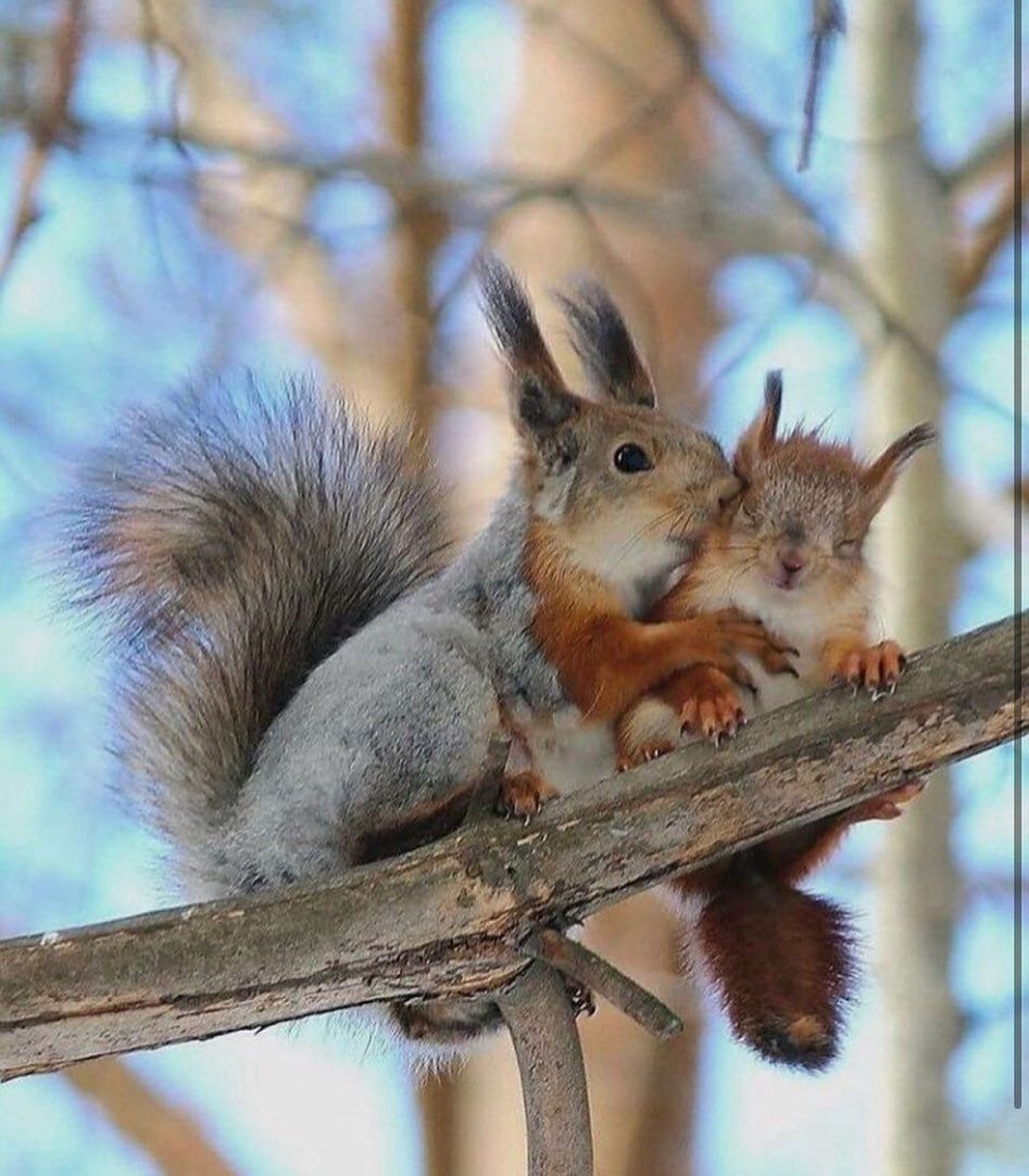 Милые животные