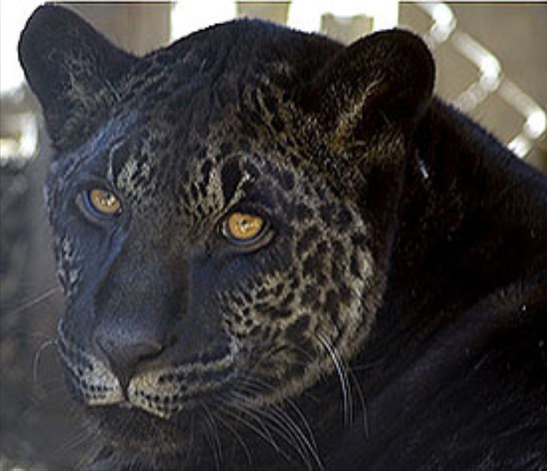 ЯГЛИОН животное гибрид