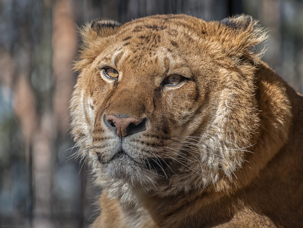 ТИГОН гибрид