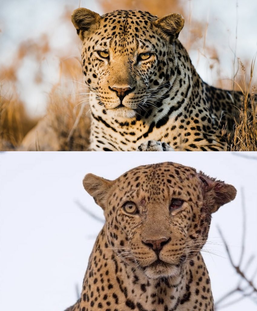 Леопард альбинос