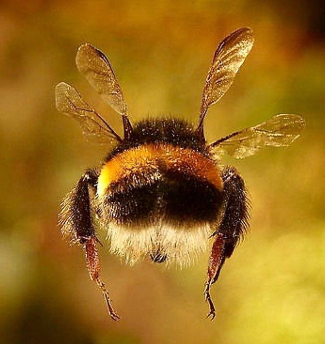 Лономия бабочка