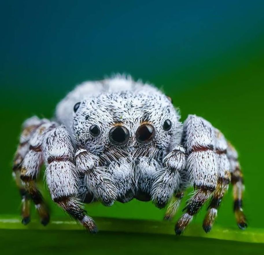 Паук Тарантул глаза