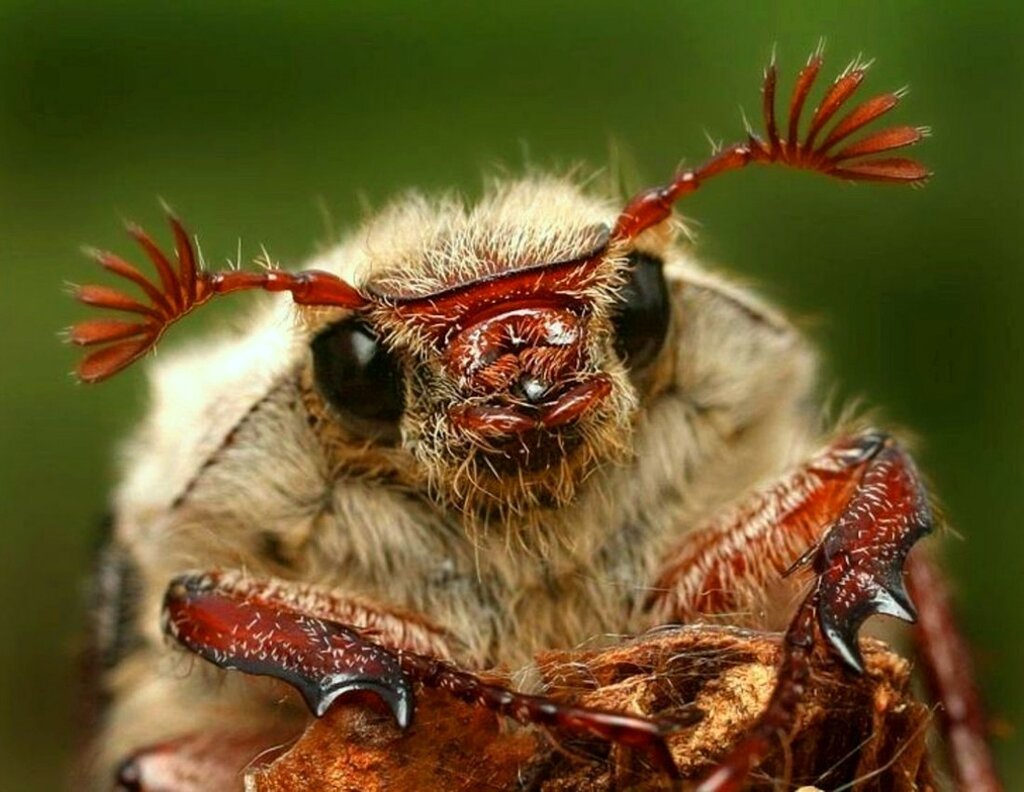 Мохнатые насекомые