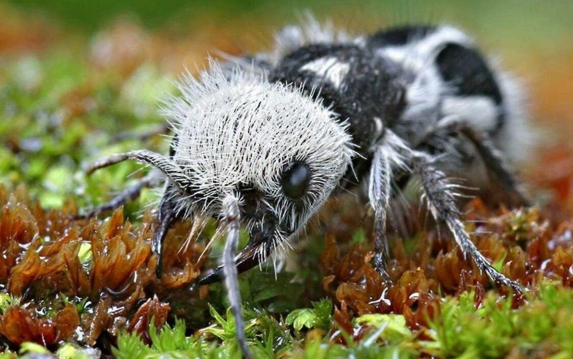 Euspinolia militaris