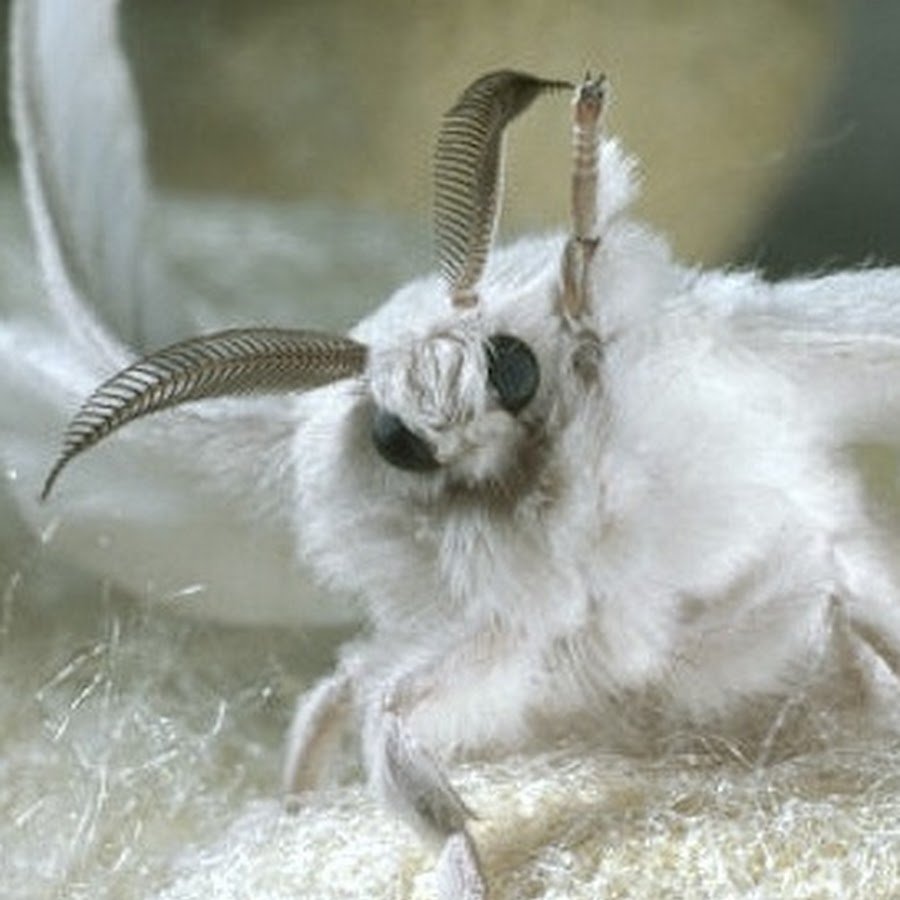 Королевский Шмель