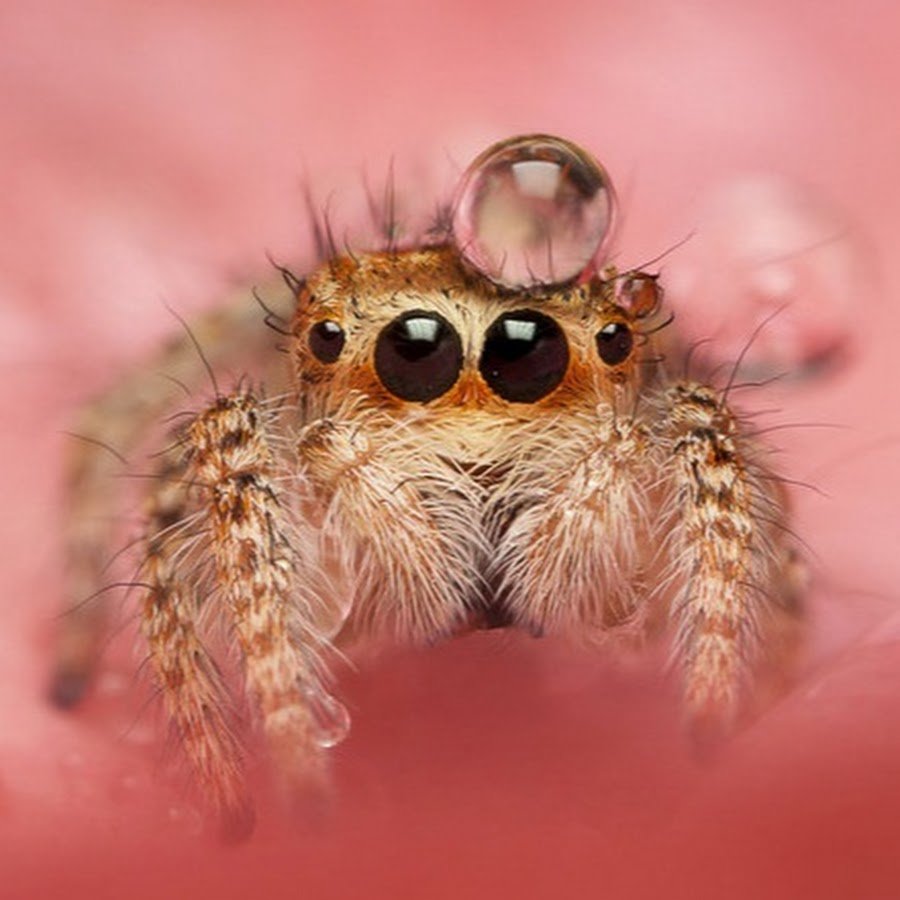 Гусеница бабочки Carthaea saturnioides