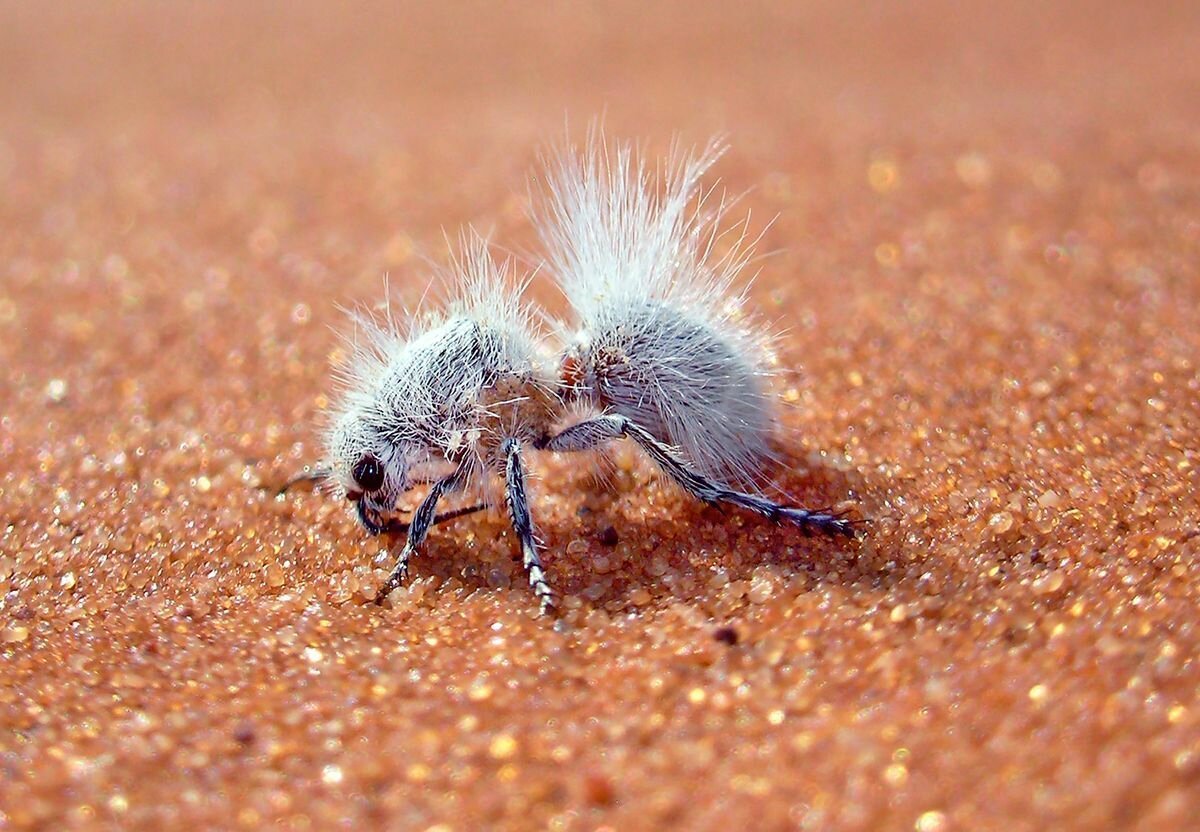 Бархатный муравей (Dasymutilla Gloriosa)