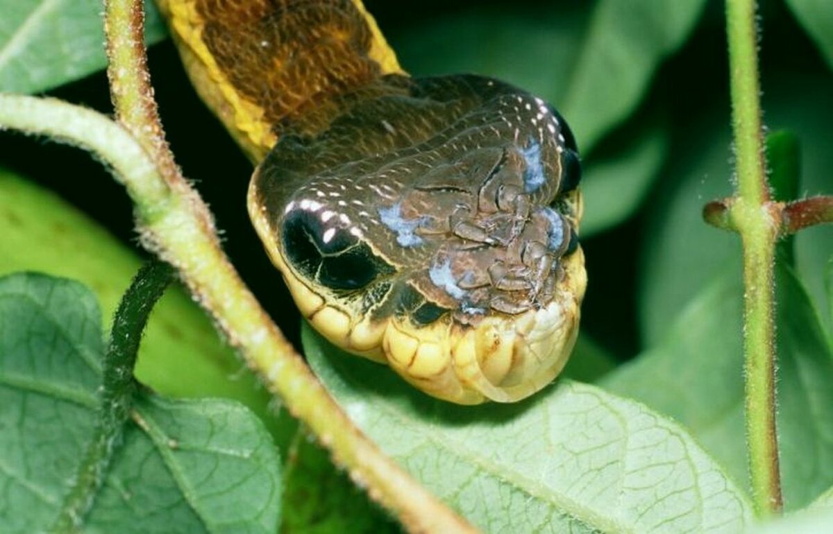 Hemeroplanes triptolemus ( гусеница – змея )