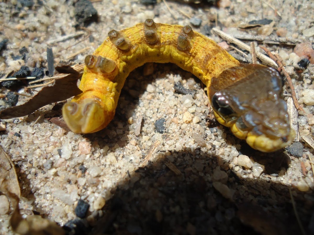 Hemeroplanes Caterpillar