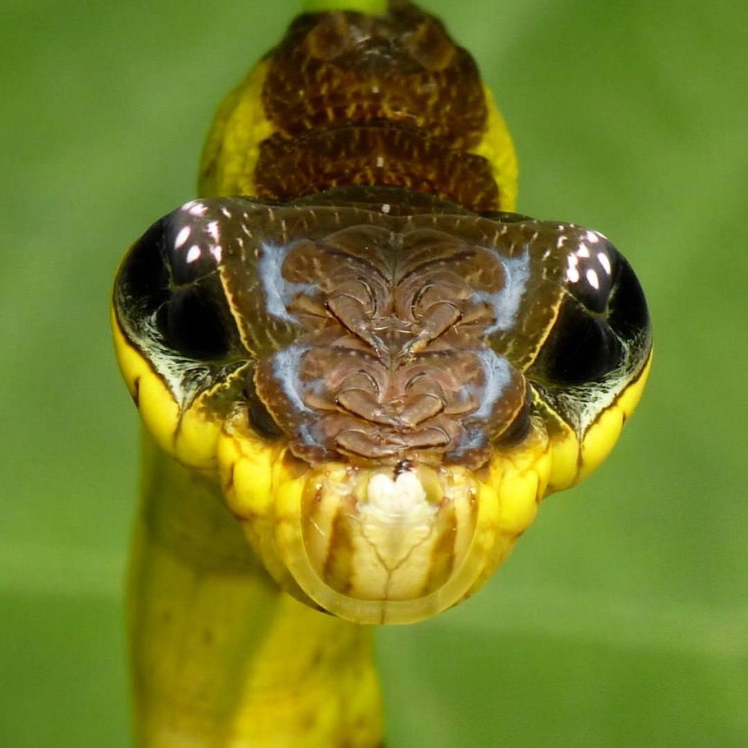 Hemeroplanes triptolemus ( гусеница – змея )