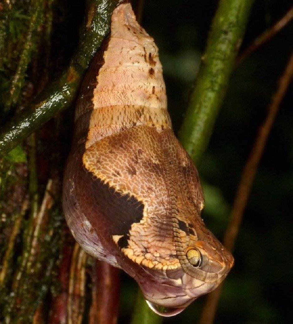 Hemeroplanes triptolemus ( гусеница – змея )