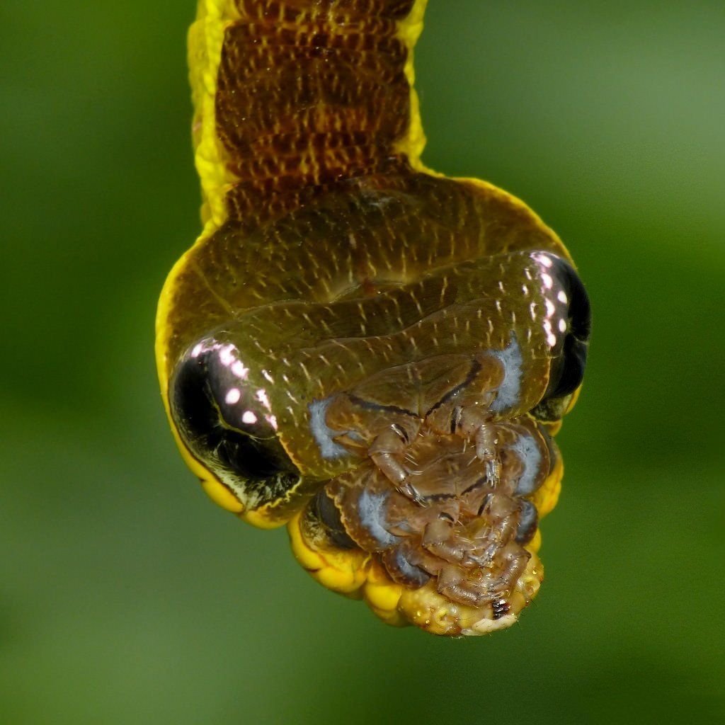 Гусеница змея