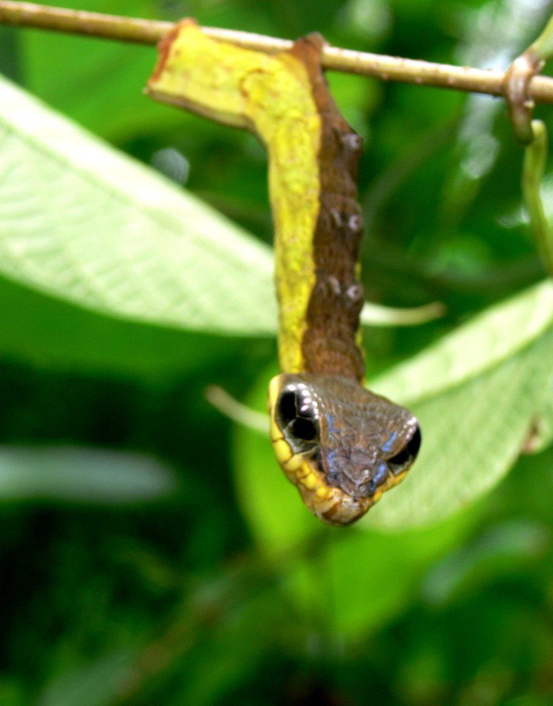 Hemeroplanes Caterpillar бабочка
