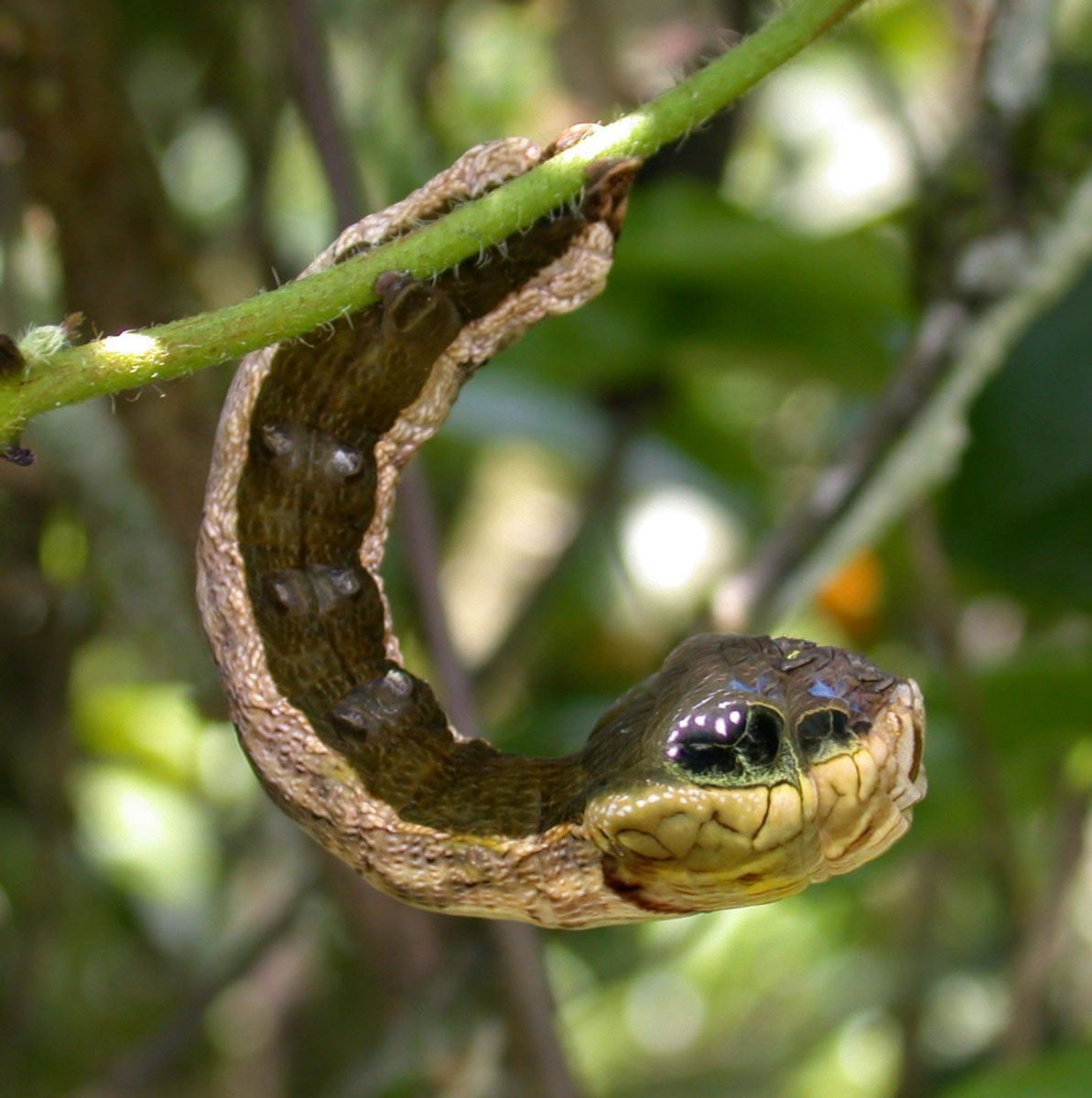 Hemeroplanes triptolemus ( гусеница – змея )