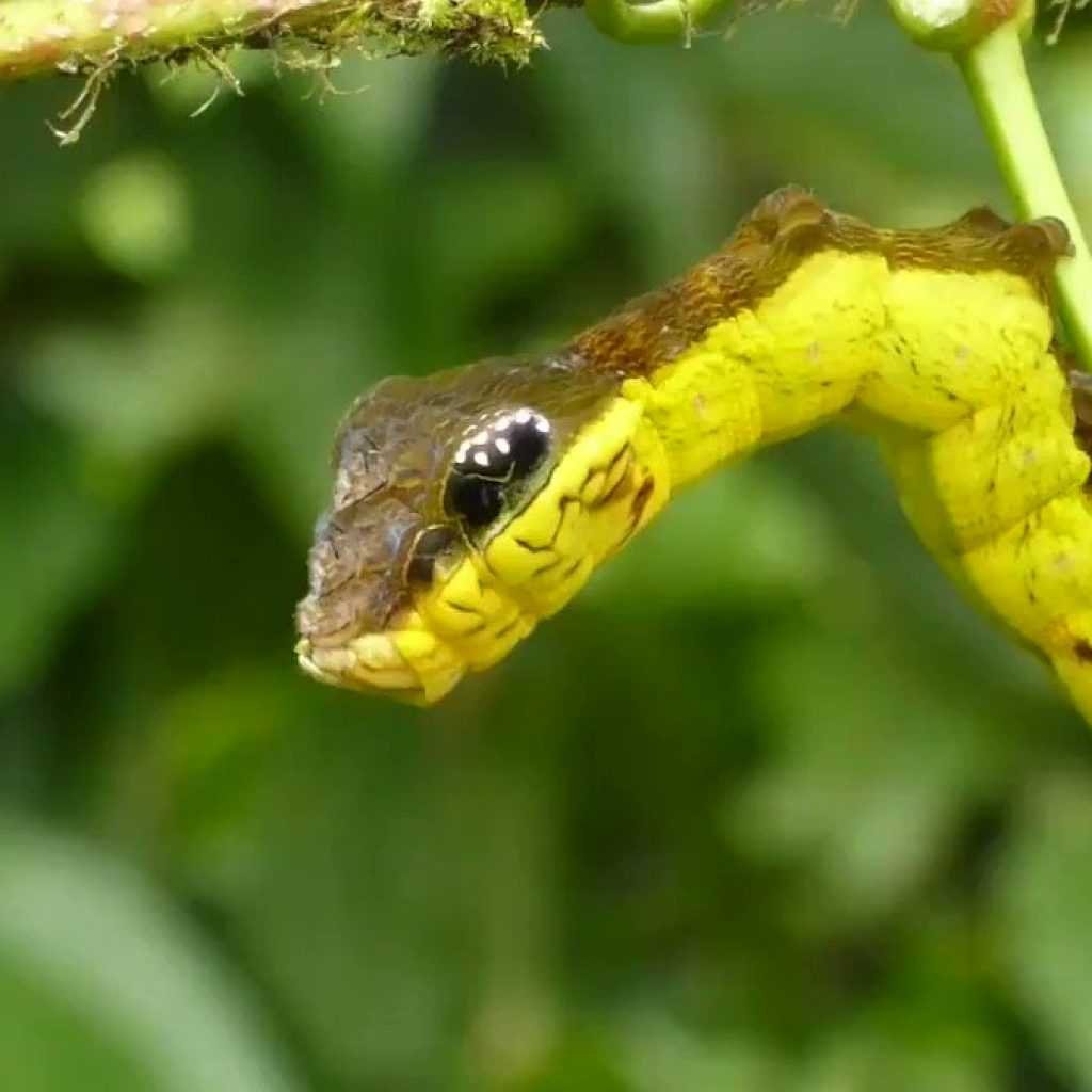 Винный Бражник гусеница на змею