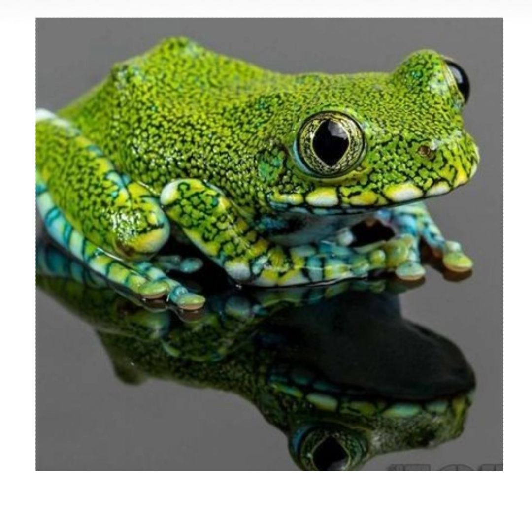 Холоднокровные амфибии