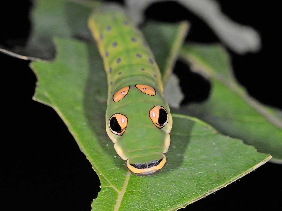 Hemeroplanes triptolemus бабочка