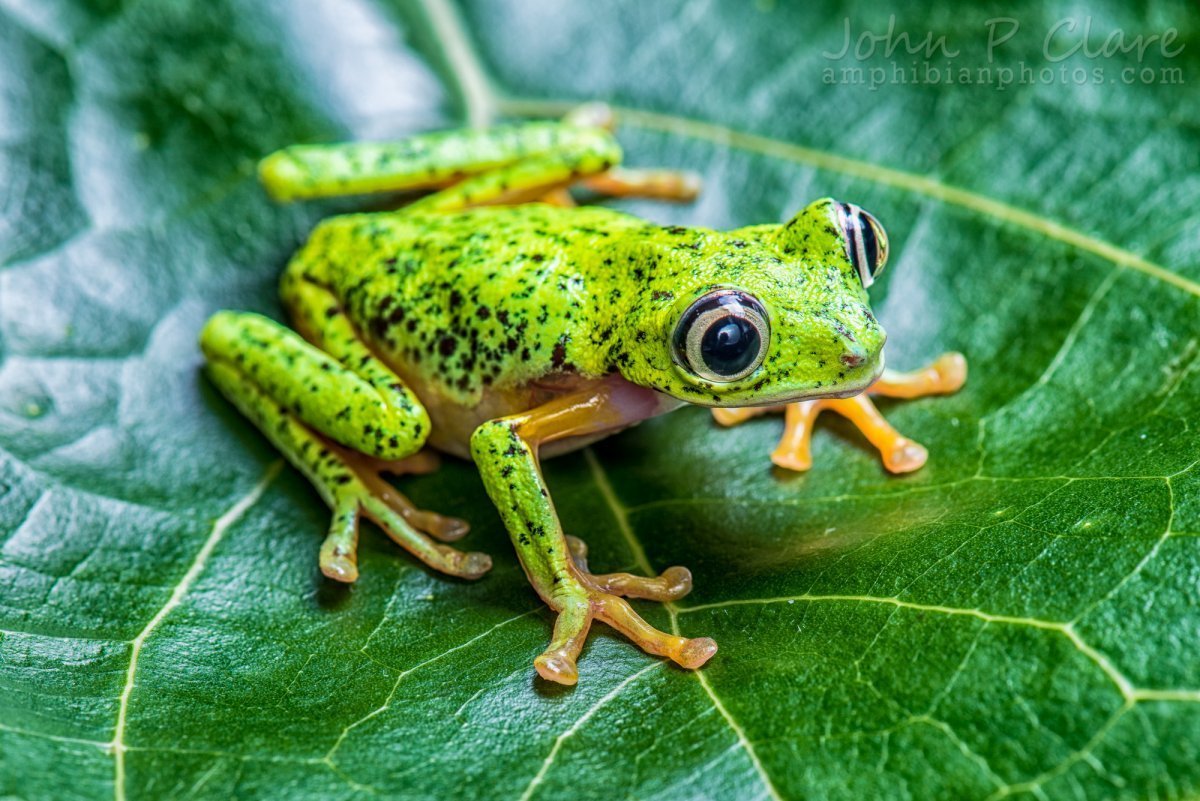 Филломедуза лемур