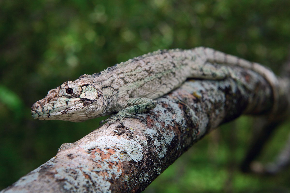 Брамея гусеница