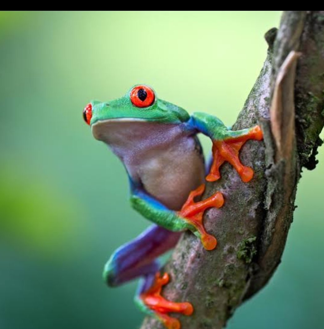 Лягушка жаба саламандра