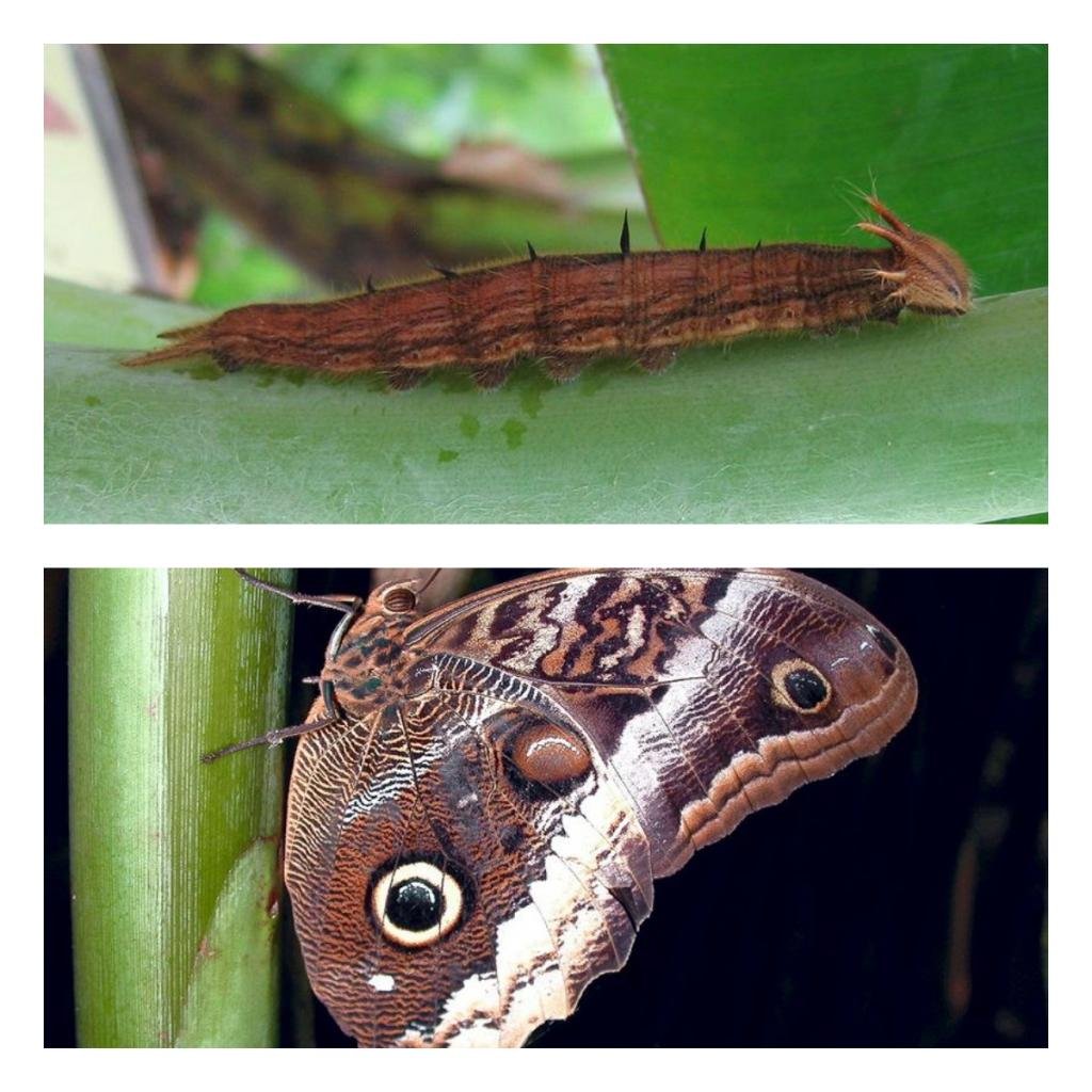 Хамелеон Мимикрия