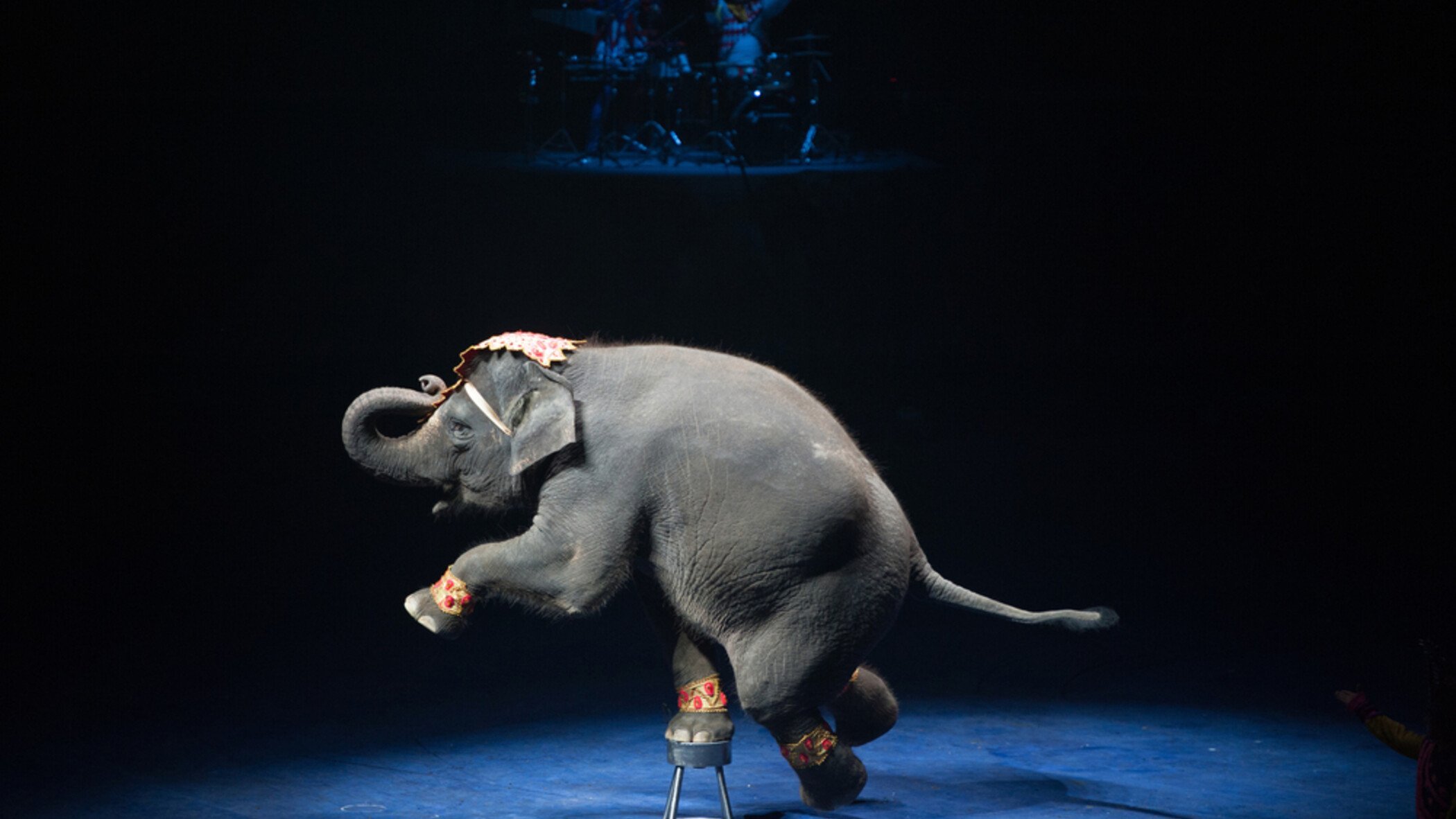 Танец слоники. Слоны в цирке. Цирковые животные. Цирк выступление животных. Слон на тумбе в цирке.