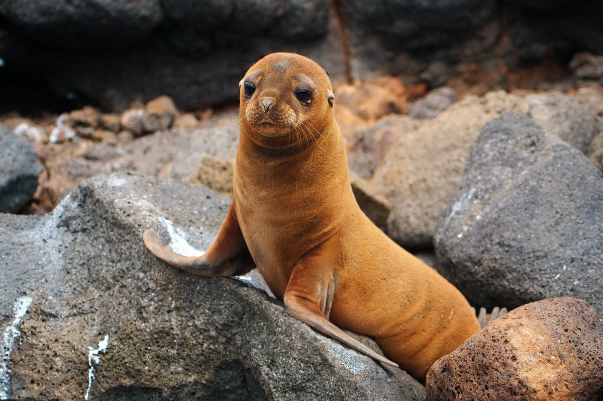 Галапагосский Ушастый тюлень