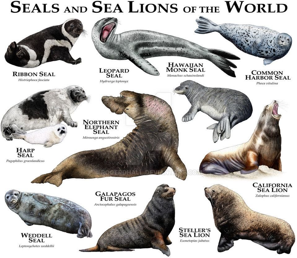 Seal vs Sea Lion