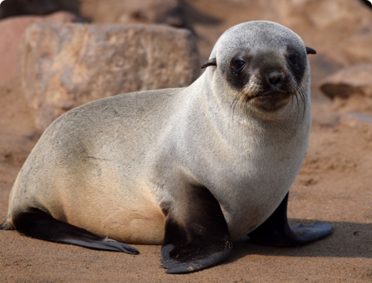 Ластоногие ушастые тюлени