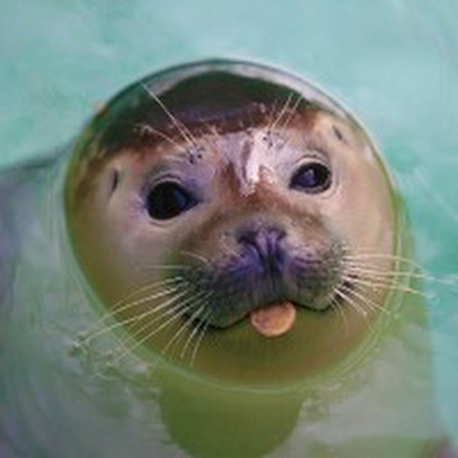 Нерпа с большими глазами