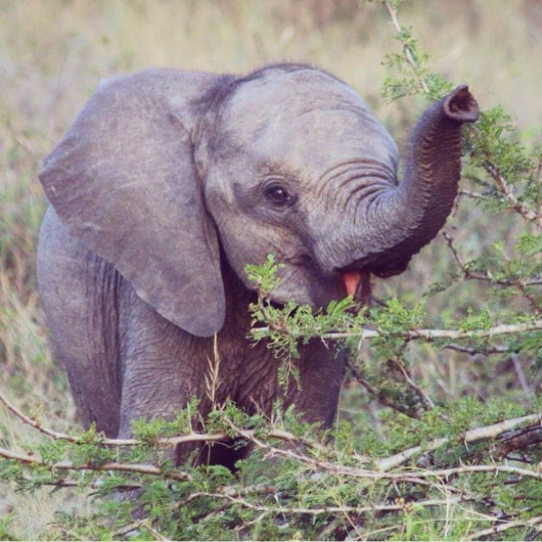 Удивленный Слоненок