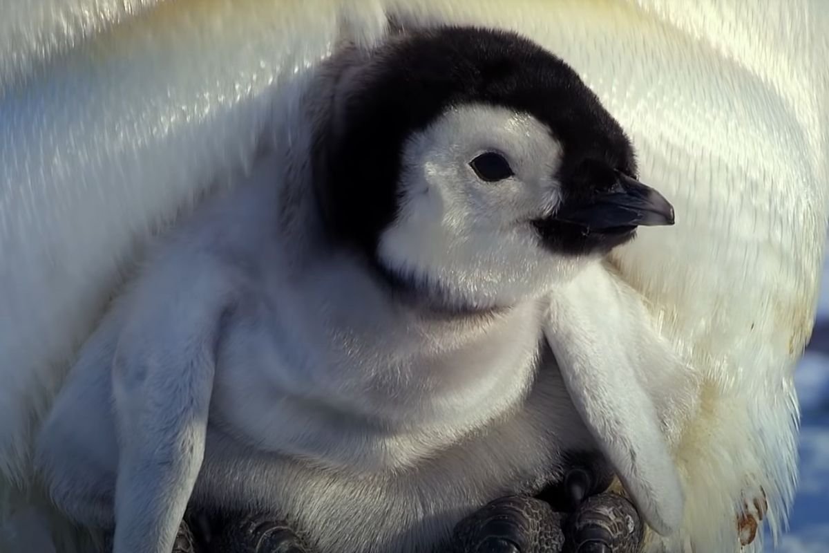 Птенец Императорского пингвина. Новорожденный Пингвин. Мамины пингвины. Мать пингвина. Пингвины моей мамы 4