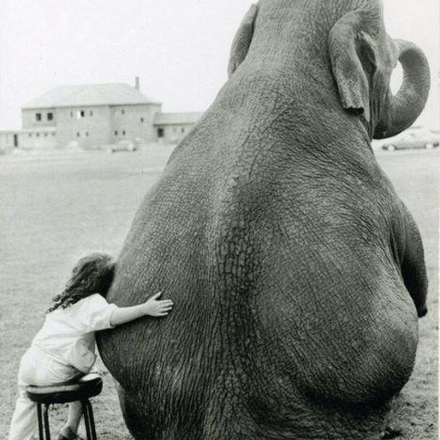 Корову со слоновьей головой