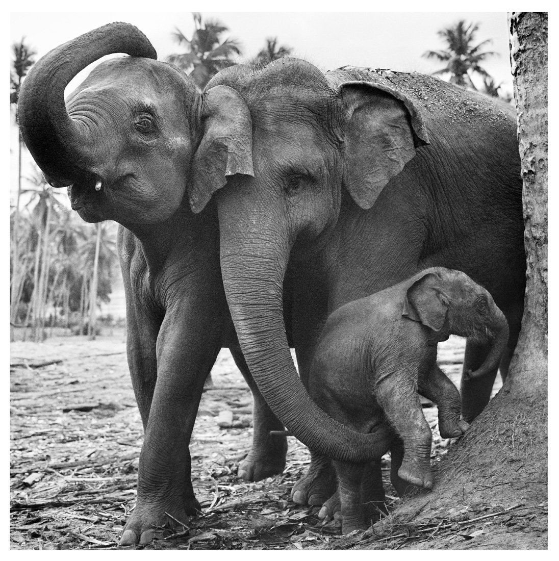 Семья слонов