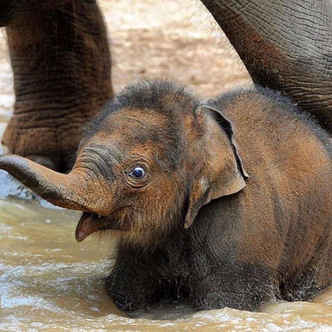 Забавный Слоненок