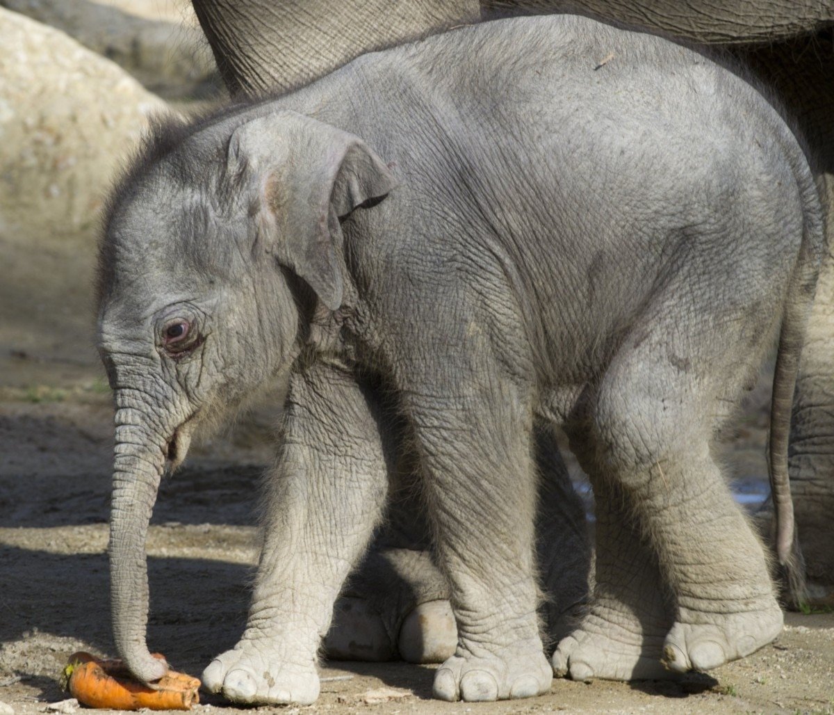 Плачущий Слоник