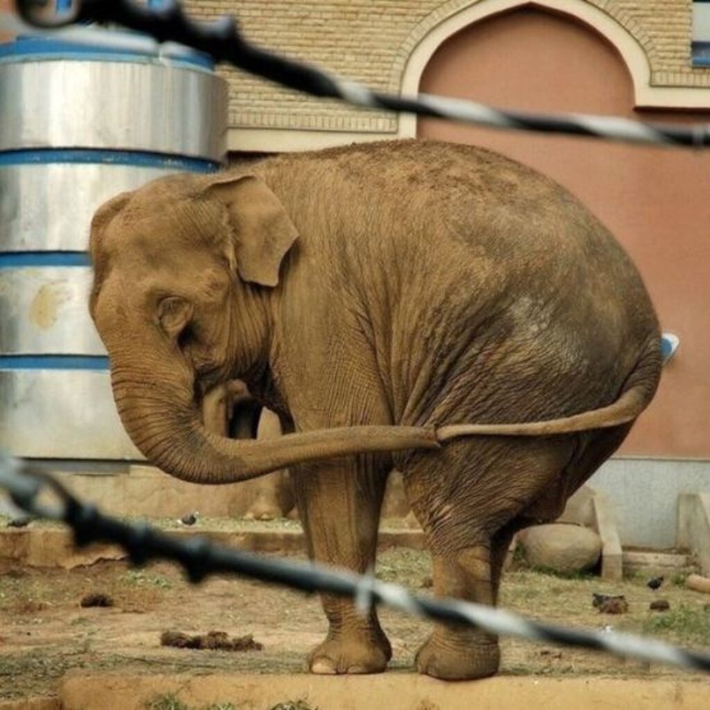 Слон демотиватор