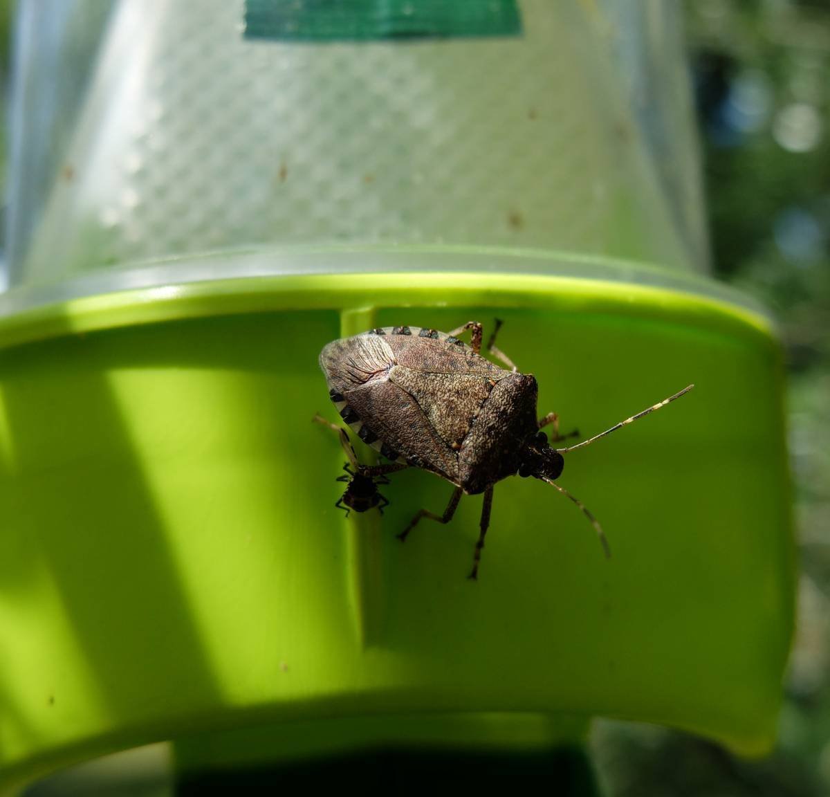 Феромонная ЛОВУШКА для мраморного клопа