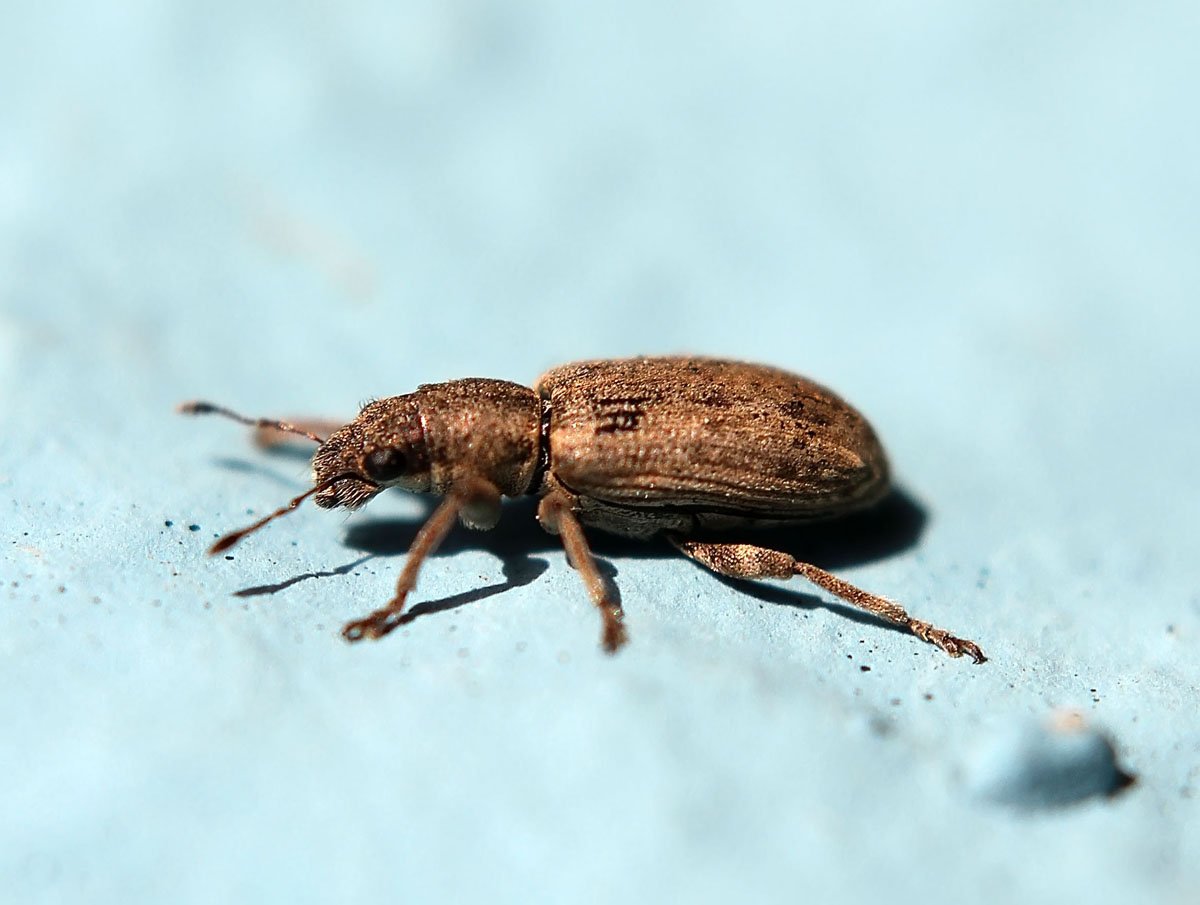 Долгоносик Sitona ambiguous