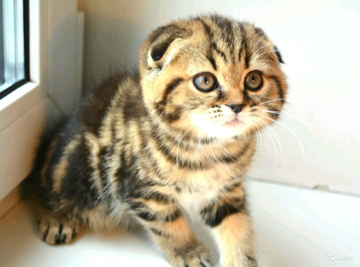 Котята скоттиш страйт вислоухие