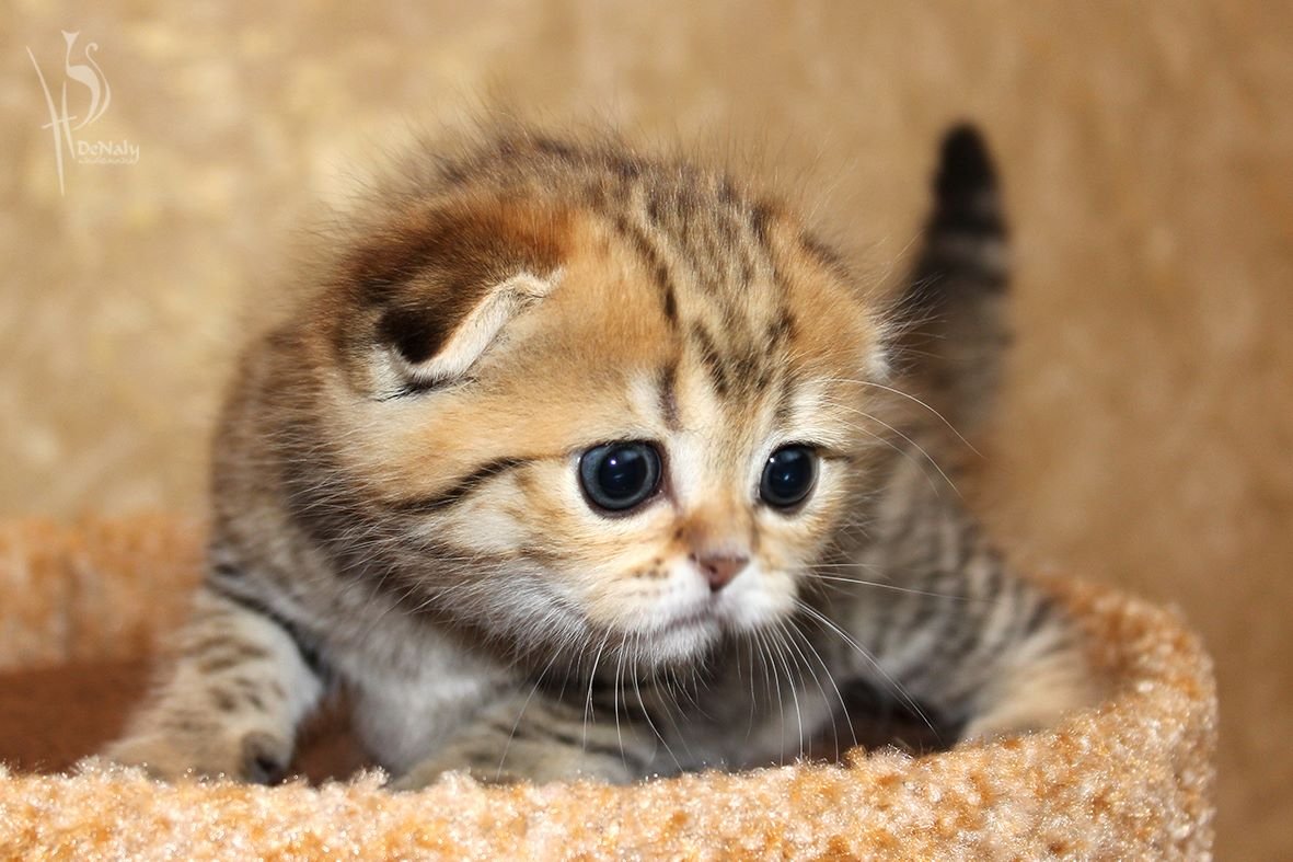 Вислоухий шотландец полосатый