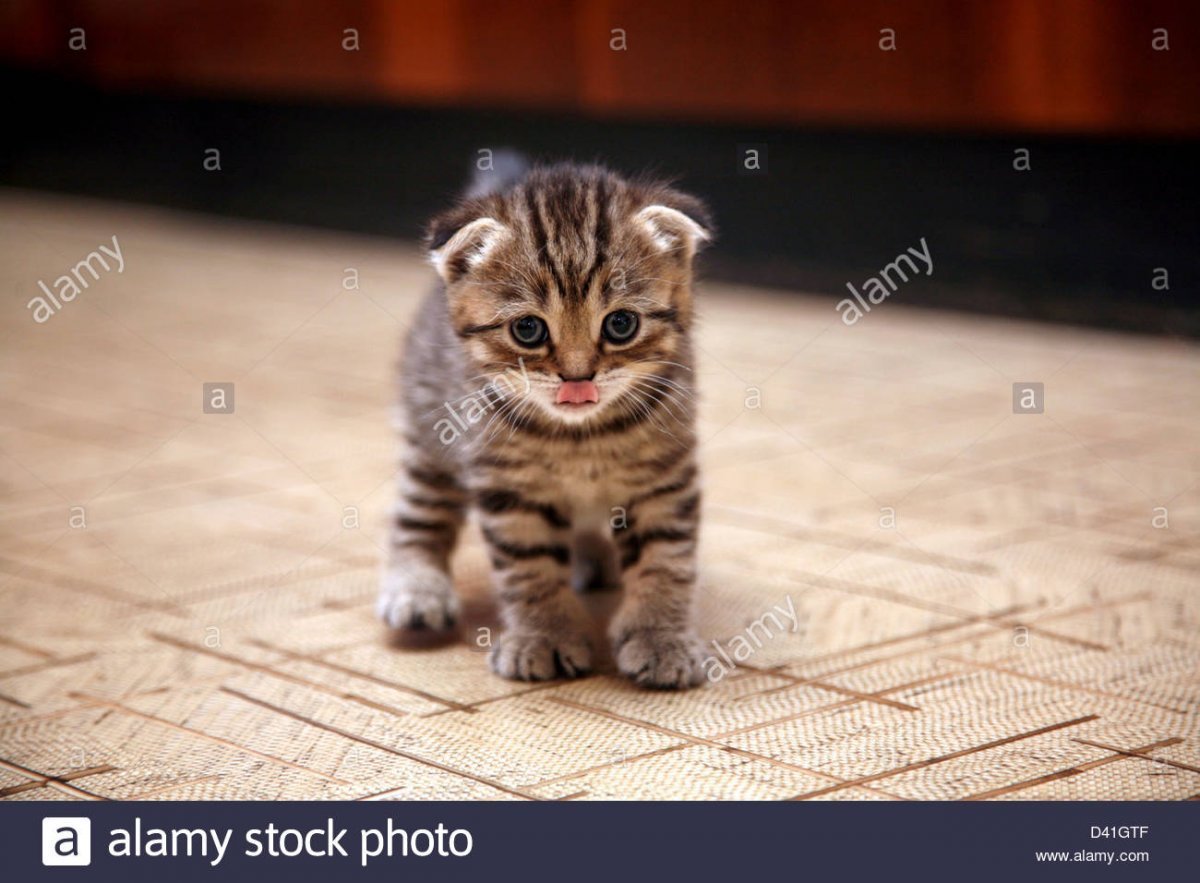 Шотландские котята Браун табби