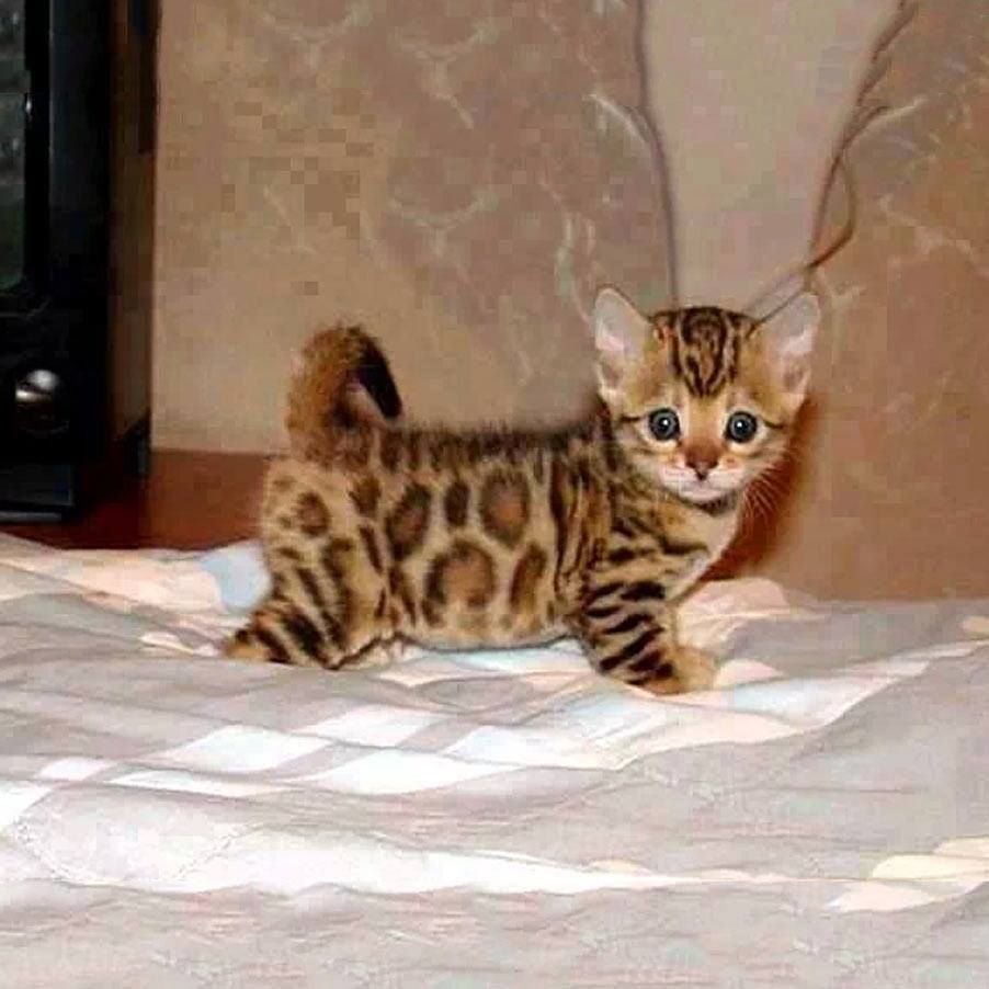 Бенгальский кот полосатый