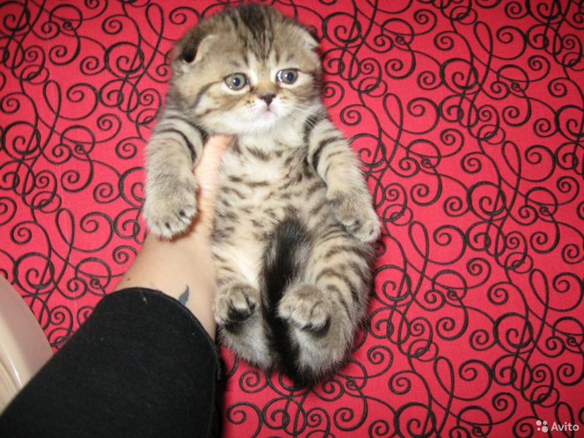 Скоттиш фолд Браун табби