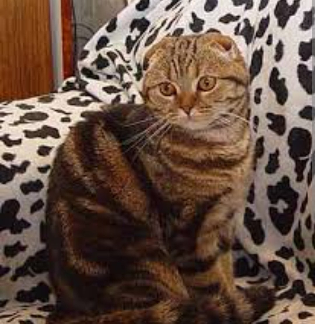 Милый Тигренок арт