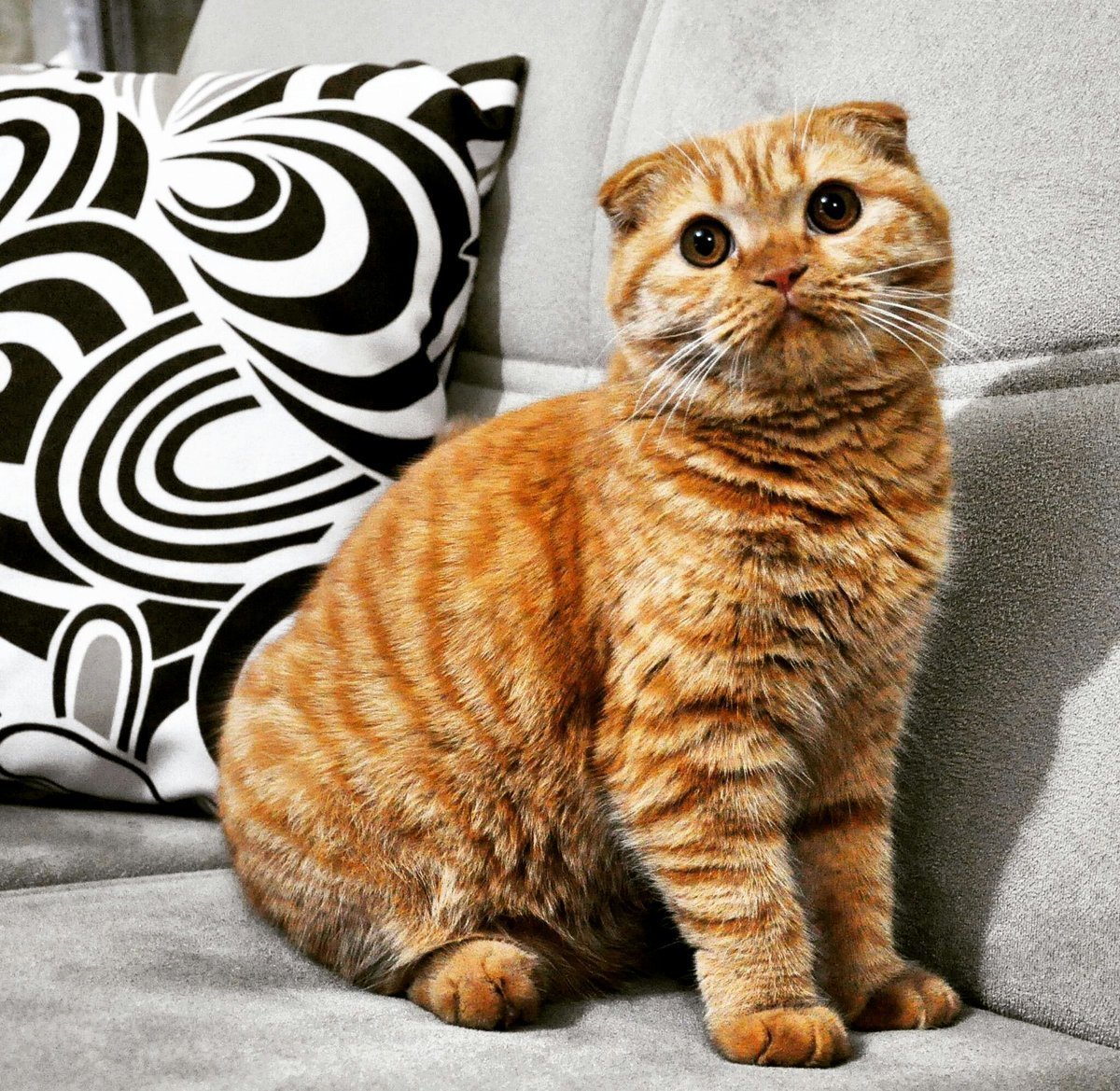 Тойгер котенок полосатый