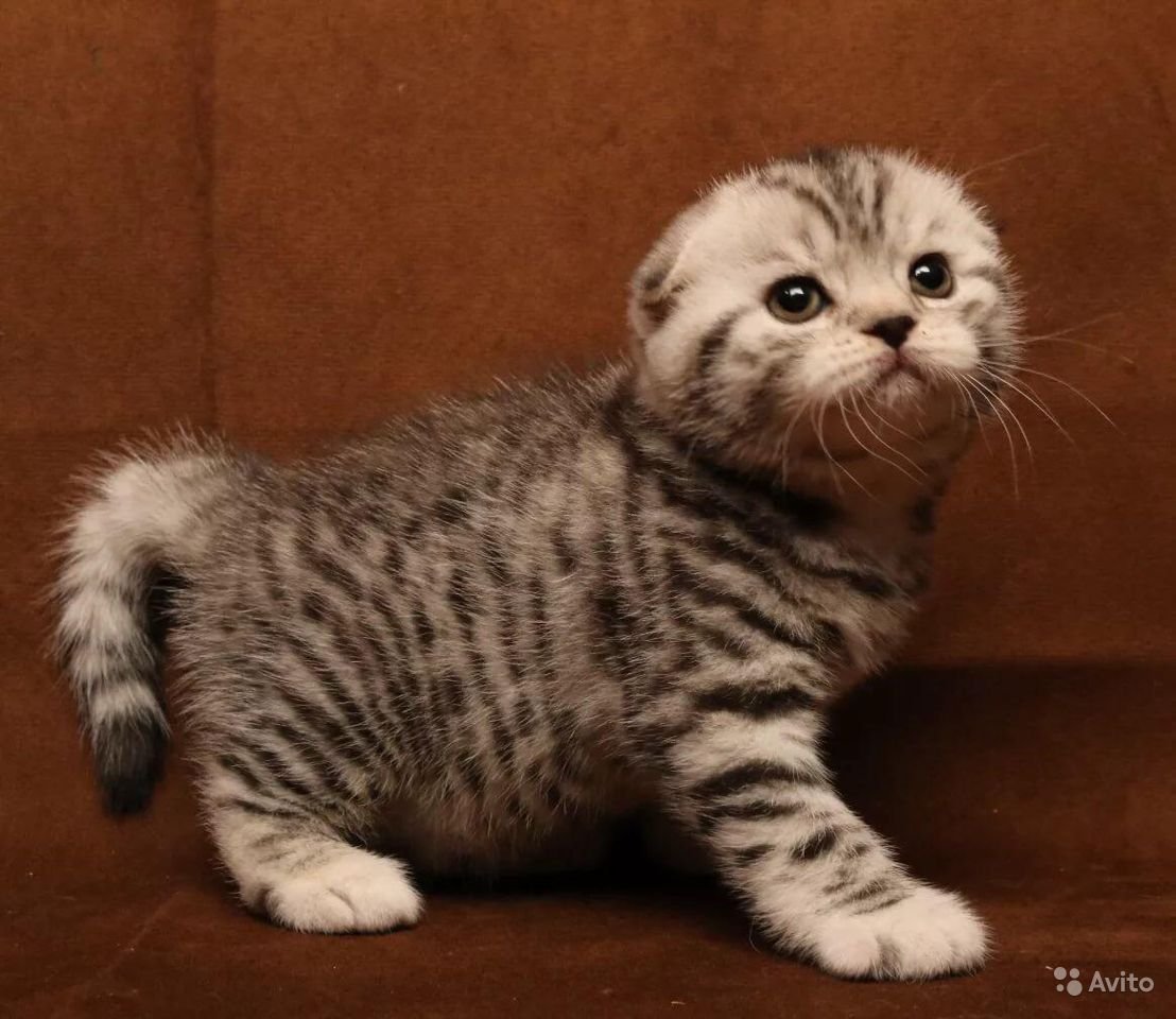 Кот спит под одеялом