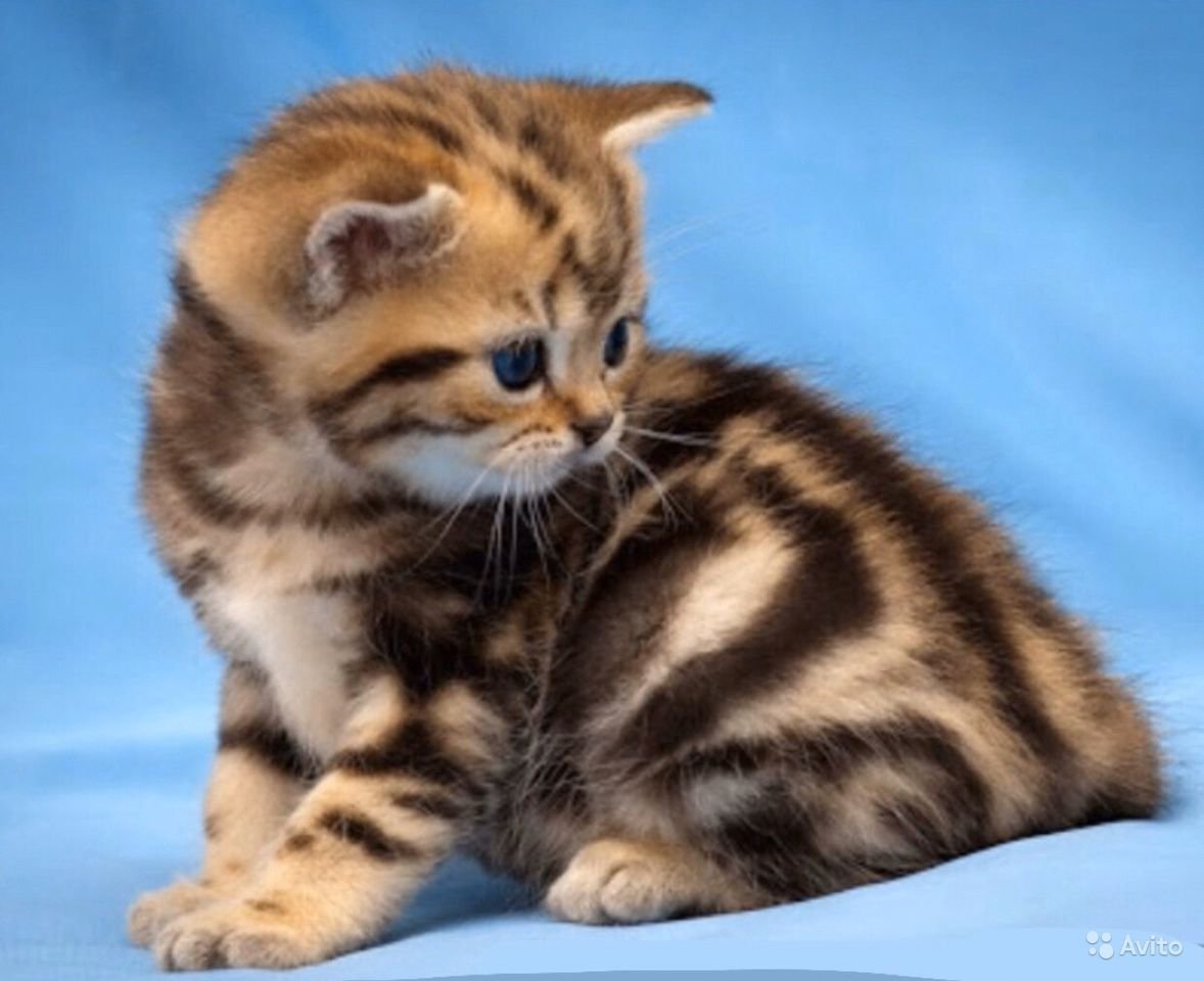 Британские котята полосатые 1мес