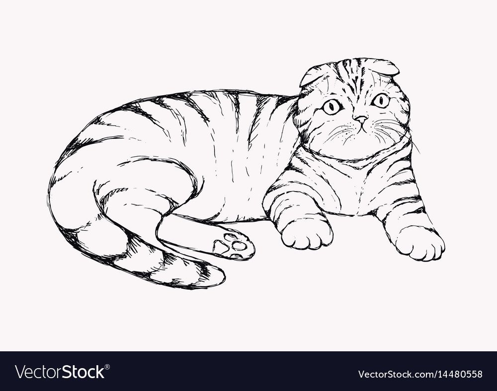 Скоттиш фолд табби тигровый