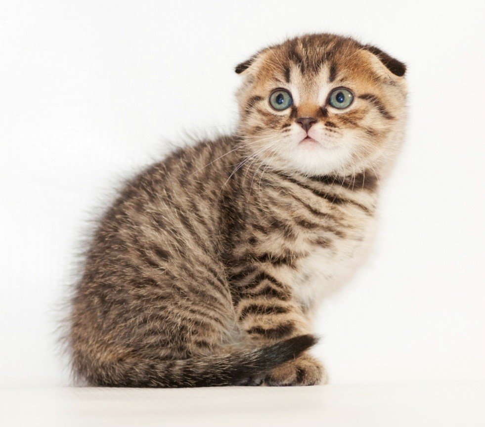 Шотландские котята вислоухие полосатые